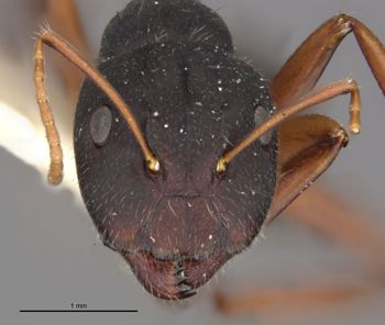 Media type: image;   Entomology 21576 Aspect: head frontal view